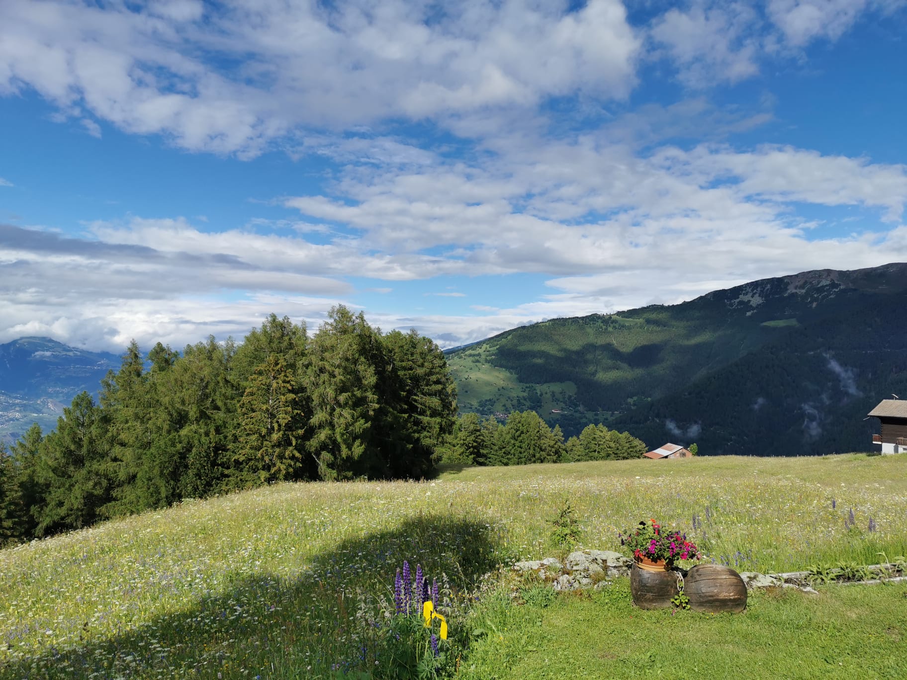 Prairie fleurie devant le chalet avec vue sur la vallée